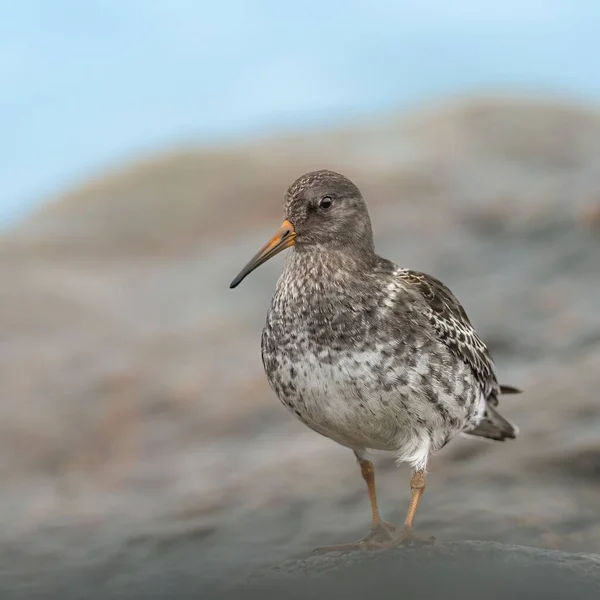 海岸にはさまれたサンドパイパーの鳥のクローズアップ — ストック写真