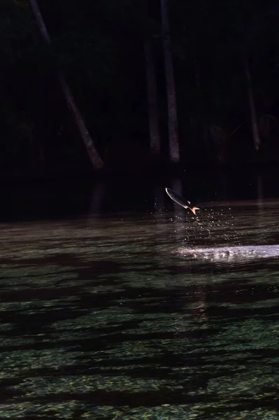 暗い森の中で湖から飛び降りる小さな魚の垂直ショット — ストック写真
