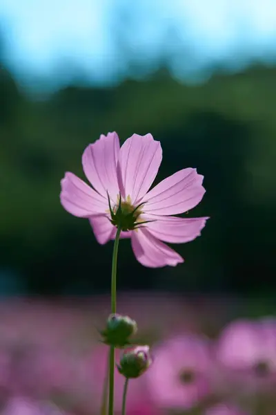 Closeup Blooming Pink Cosmos Flowers — Stock Photo, Image