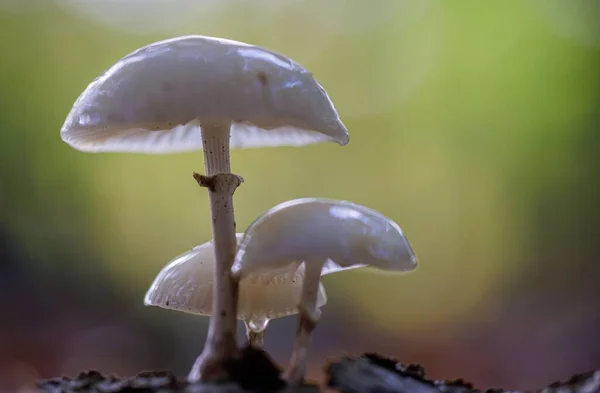Makroaufnahme Des Weißen Feuchten Pilzes Oudemansiella Mucida Auf Dem Boden — Stockfoto