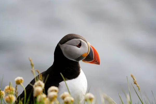 野生の地面に立って発見大西洋パフィンの鳥に選択的な焦点 — ストック写真