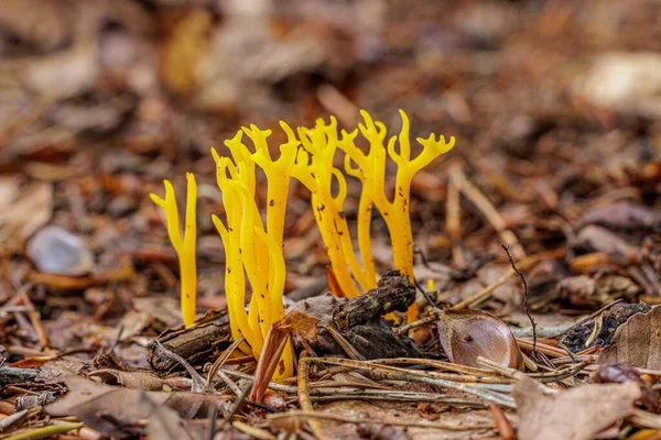Macro Shot Orange Coral Mushroom Ground Dried Leaves Blurry Background — Stock Photo, Image