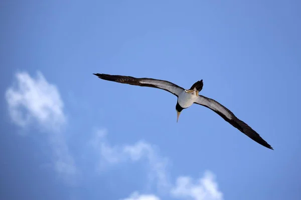 Brun Booby Flyger Mot Blå Himmel Med Moln — Stockfoto