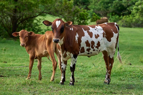 牧草地の牛の美しい景色 — ストック写真