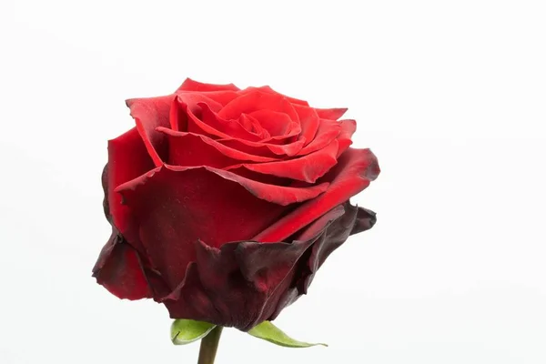 Close Uma Bela Rosa Vermelha Eterna Única Sobre Fundo Branco — Fotografia de Stock