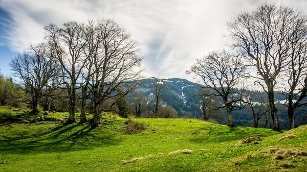 Naturskön Utsikt Över Kala Träd Och Kullar Goetzis Vorarlberg Österrike — Stockfoto