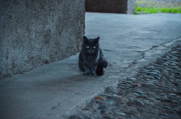 Eine Schwarze Katze Sitzt Auf Einem Bürgersteig Neben Einer Mauer — Stockfoto