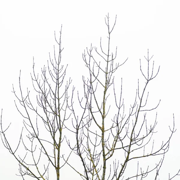 Eine Nahaufnahme Von Dünnen Ästen Eines Großen Baumes Auf Weißem — Stockfoto