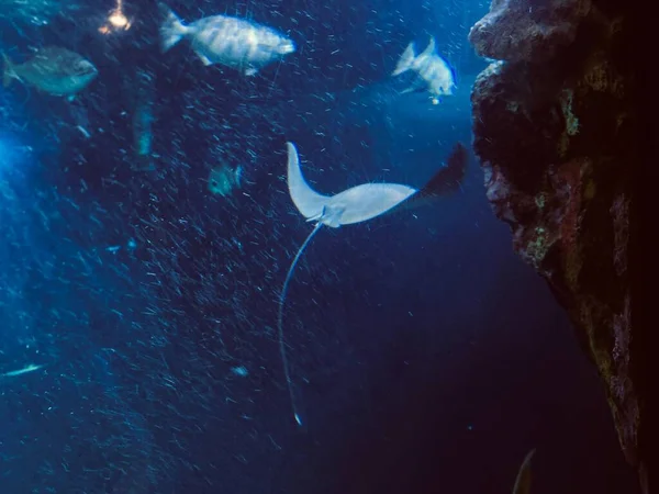 Een Pijlstaartrog Met Vissen Die Blauw Water Zwemmen Zeedieren Het — Stockfoto