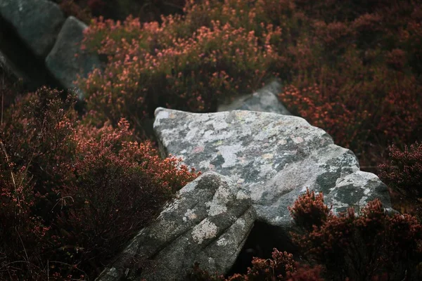Surowe Kamienie Otoczone Wrzosem Wzgórzu Slieve Gullion Irlandii Północnej — Zdjęcie stockowe