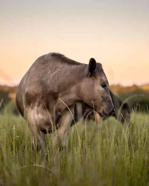 長い緑の芝生の中で日没時の茶色の牛 — ストック写真