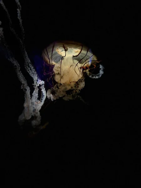 Penutupan Vertikal Ubur Ubur Dalam Kegelapan Chrysaora Fuscescens — Stok Foto