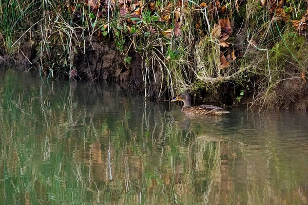Cute Mallard Duck Anas Platyrhynchos Swimming Pond — Stock Photo, Image