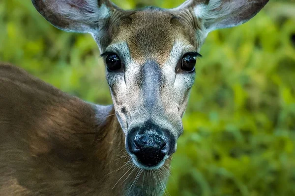 森林里一只鹿望着摄像机的特写镜头 — 图库照片