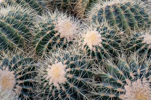 Närbild Vacker Kaktusväxt — Stockfoto