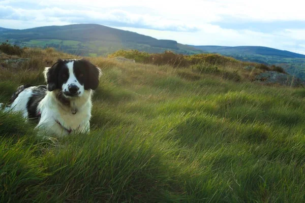 Een Schattige Collie Hond Liggend Een Groenveld Tegen Een Berglandschap — Stockfoto