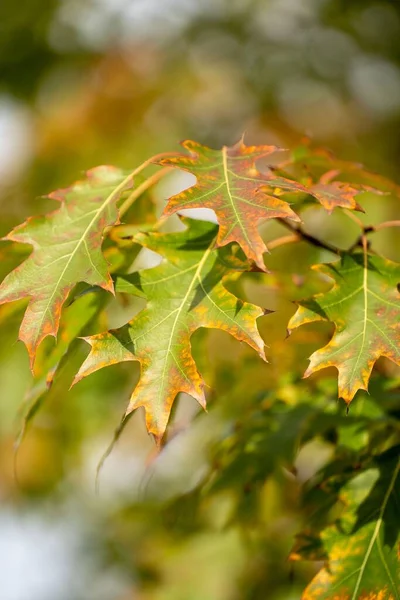 Bulanık Arkaplanda Kahverengi Yeşil Meşe Yapraklarının Dikey Yakın Çekimi — Stok fotoğraf