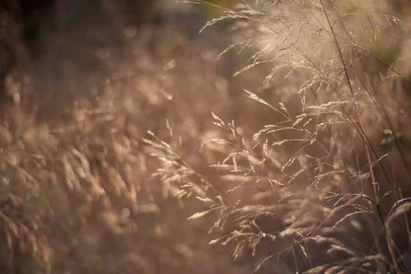 Вибірковий Фокус Сонячній Дикій Траві Полі — стокове фото