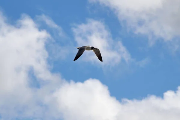 Belo Tiro Pássaro Voando Sobre Água Mar Céu Nublado — Fotografia de Stock
