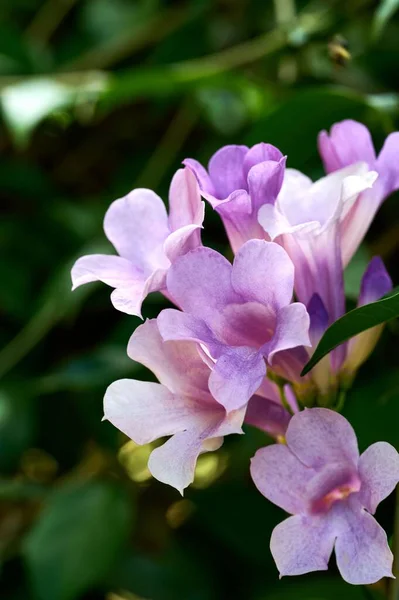 Vertikální Záběr Kvetoucí Krásné Fialové Pandorea Květiny Zahradě — Stock fotografie
