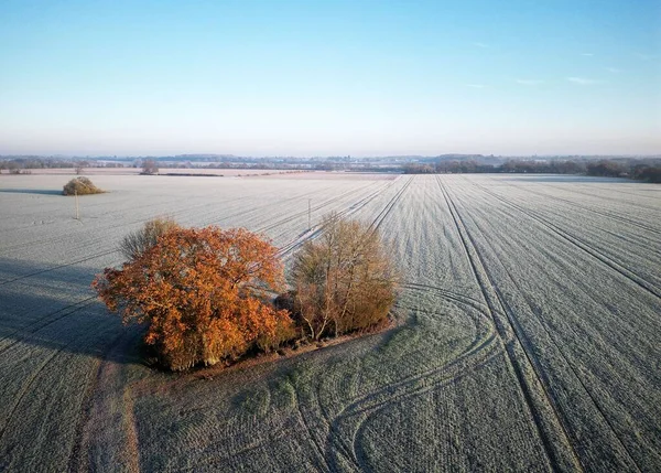 Вид Воздуха Дерево Морозном Поле Эссексе — стоковое фото