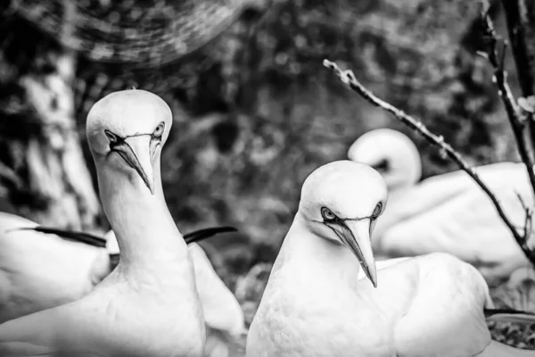 Grayscale Northern Gannet Birds Morus Bassanus — Stock Photo, Image