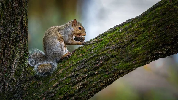 귀엽고 귀여운 다람쥐의 — 스톡 사진