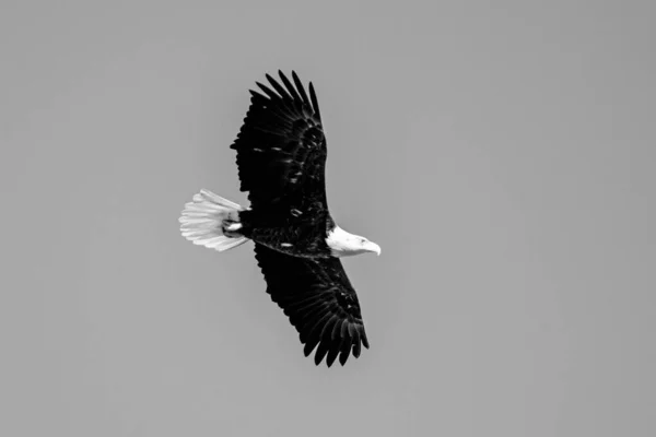在灰色背景下飞行的秃鹰的灰度照片 — 图库照片
