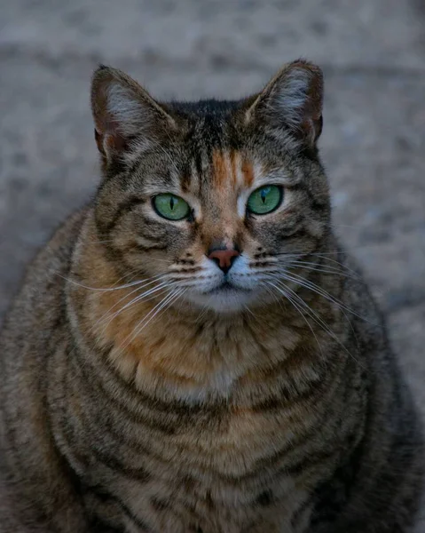 カメラを見た野良猫の縦のクローズアップ — ストック写真