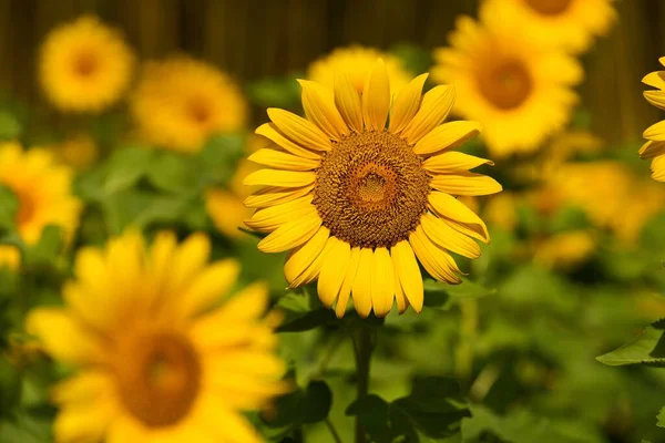 Kvetoucí Slunečnice Rozmazaném Pozadí — Stock fotografie
