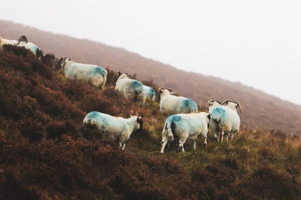 Зграя Шотландських Овечок Схилі Пагорба — стокове фото