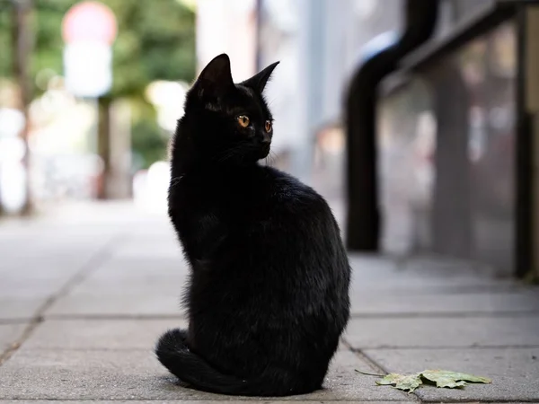 Крупним Планом Знімок Милого Чорного Бродячого Кота Стоїть Тротуарі — стокове фото