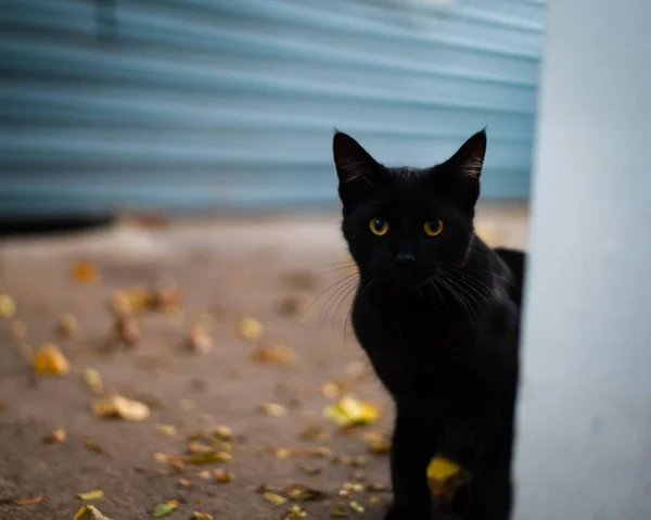 Hermoso Gato Negro Mirando Cámara Detrás Pared Fondo Borroso — Foto de Stock