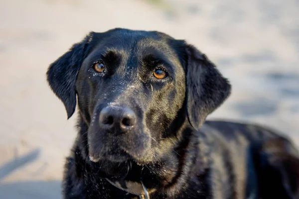 Egy Közeli Kép Egy Fekete Labrador Retrieverről Parton Napfényben Félrenézve — Stock Fotó