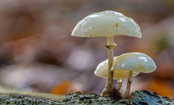 Macro Shot White Wet Oudemansiella Mucida Mushroom Ground Blurry Background — Stock Photo, Image