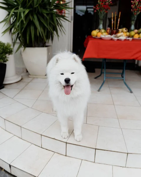 Вертикальный Снимок Очаровательной Пушистой Белой Самодовольной Собаки Крыльце — стоковое фото