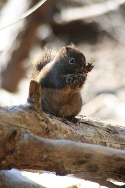 Eine Vertikale Aufnahme Von Eichhörnchen Das Obst Stamm Frisst Vor — Stockfoto