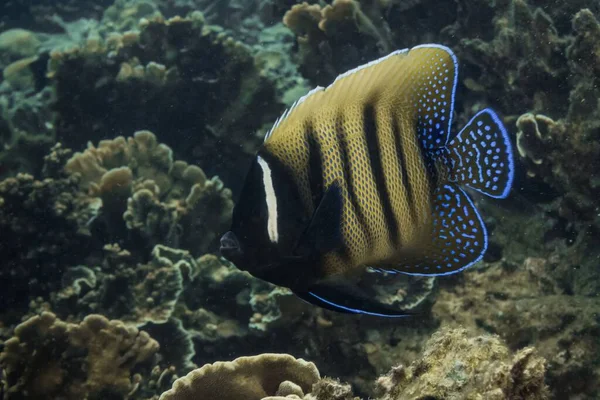 Närbild Bild Pomacanthus Sexstriatus Fisk Simmar Djupblå Havet Över Korallrev — Stockfoto
