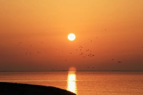 Silhouette Geese Migrating Sunset — Stock Photo, Image