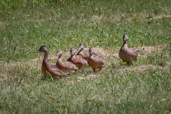 阳光明媚的一天 一群可爱的大理石鸭在田野里排成一排 — 图库照片