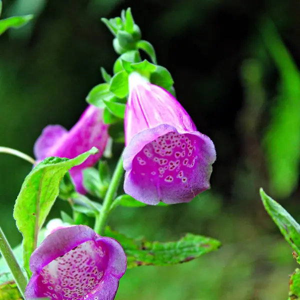 Digitalis purpurea çiçeğinin makro görüntüsü.