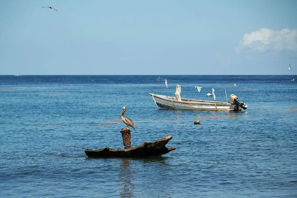 美しい青い海にボートとペリカンが乗った流木のショット — ストック写真