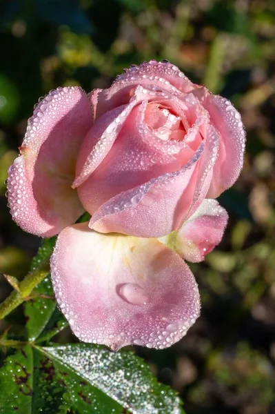 Egy Függőleges Lövés Egy Gyönyörű Rózsáról Nedves Szirmokkal Napfény Alatt — Stock Fotó