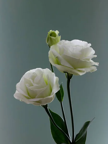Pionowy Strzał Białych Lisianthus Kwiaty Zielonymi Liśćmi Odizolowanymi Równym Tle — Zdjęcie stockowe