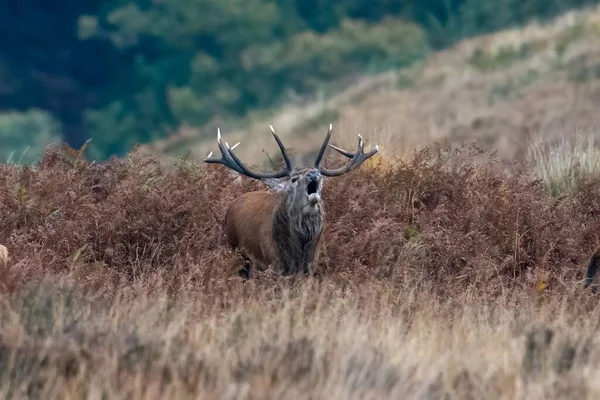 Ein Riesiges Rothirschmännchen Auf Exmoor Während Der Jährlichen Paarungszeit — Stockfoto