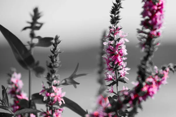 Красивый Снимок Фиолетовых Цветков Сером Фоне — стоковое фото