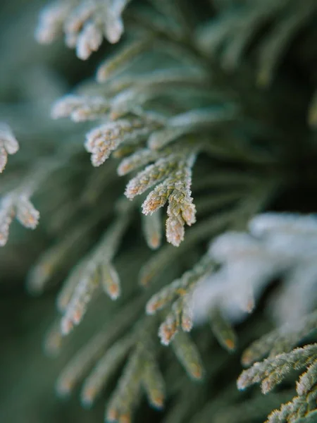 Donmuş Sedir Yapraklarının Makro Görüntüsü — Stok fotoğraf