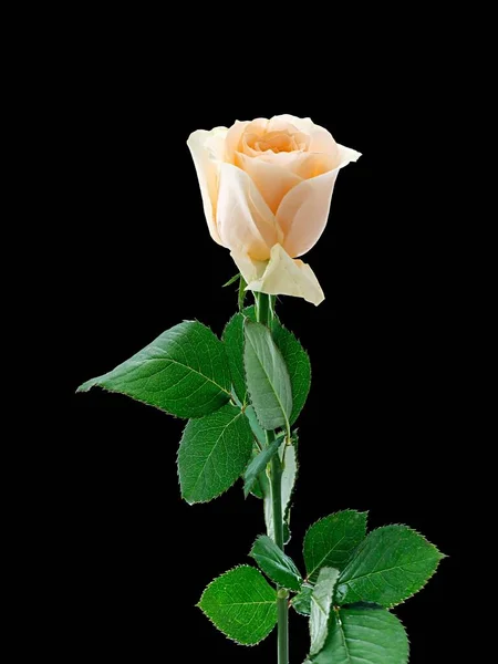 Вертикальний Знімок Різнокольорової Троянди Зеленим Листям Ізольовано Темному Тлі — стокове фото