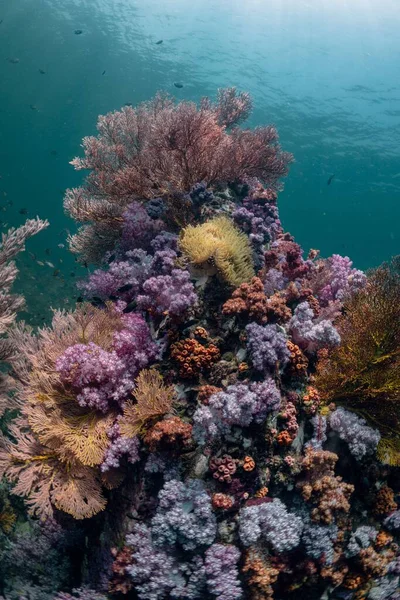 Disparo Vertical Los Corales Suaves Alcyonacea Bajo Agua — Foto de Stock