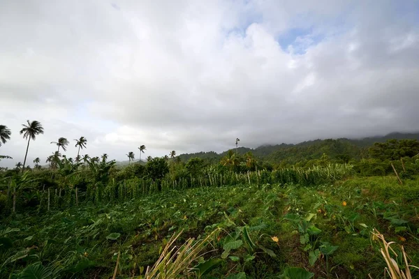 Bulutlu Bir Günde Çiftlikteki Bitkilerin Manzarası — Stok fotoğraf